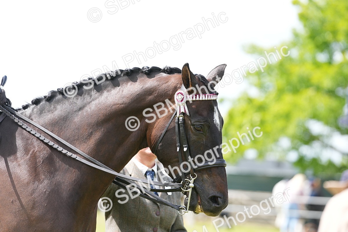 SBM_16262 - Class 105-106 - RIHS Riding Horses