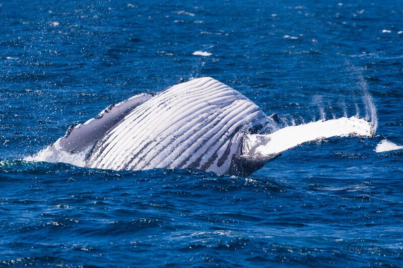 Ocean Breach 3 - Humpback Whales