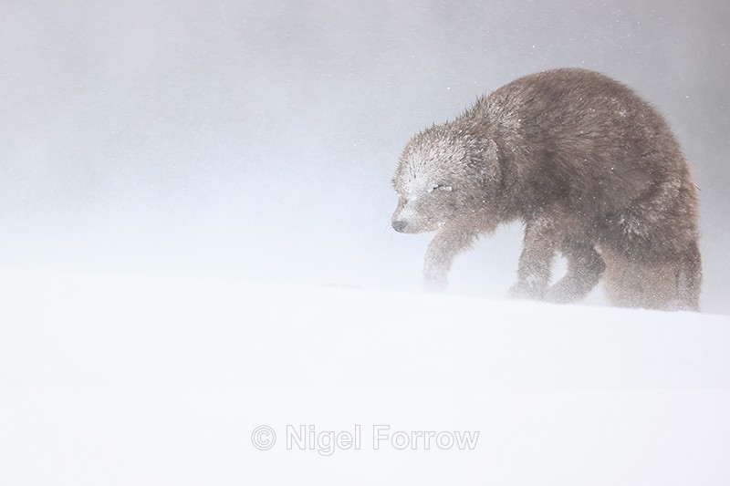 Arctic Fox facing into blizzard, Hornstrandir, Iceland - Arctic Fox