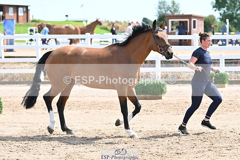 240717A-150430-02508 - Trot Up 3pm to 4pm