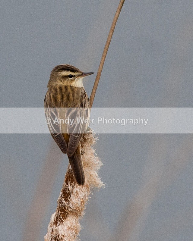 20090509-we 137 1 - Sedge Warbler