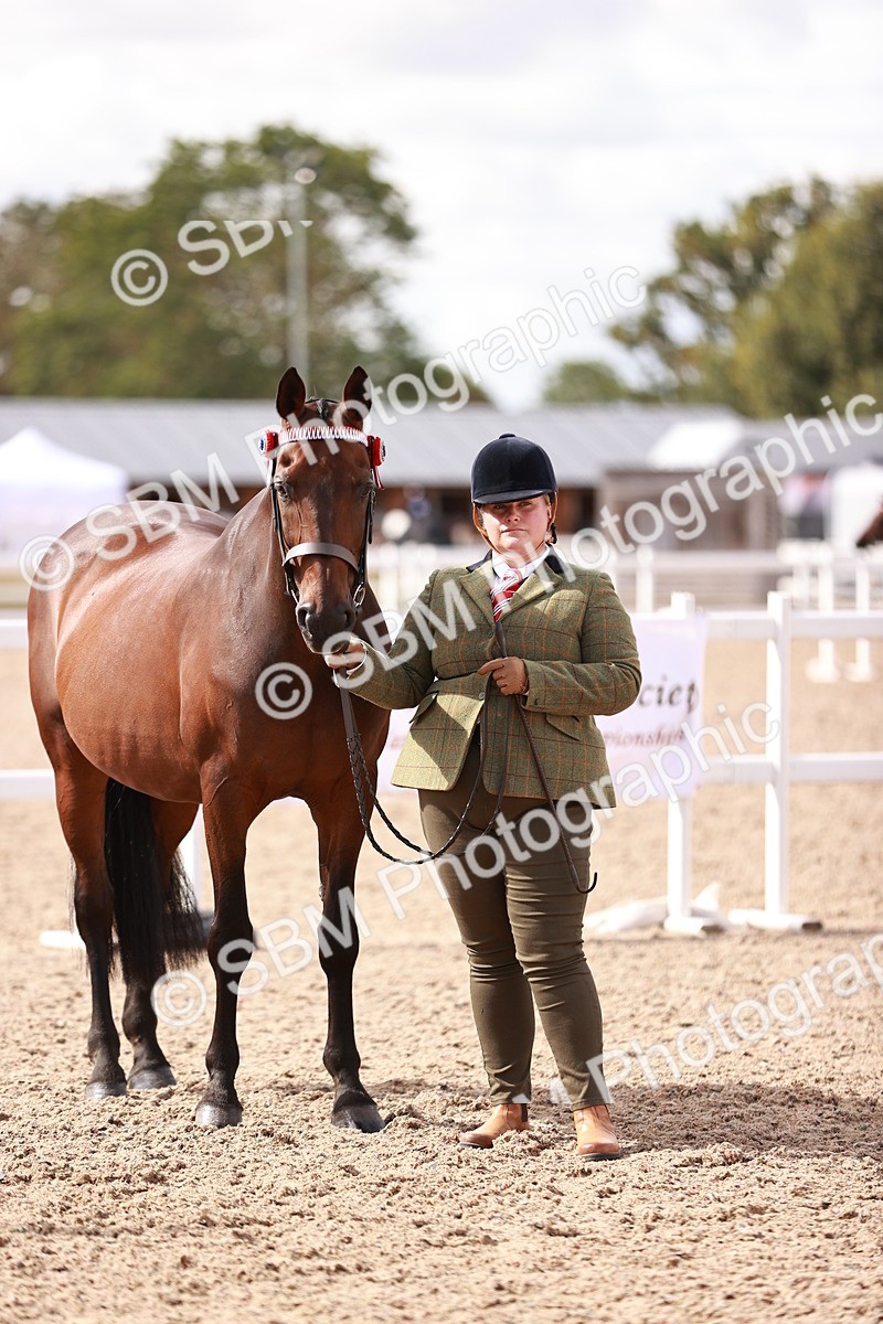 SBM_14225 - Class 407 - IH Hack Riding Horse