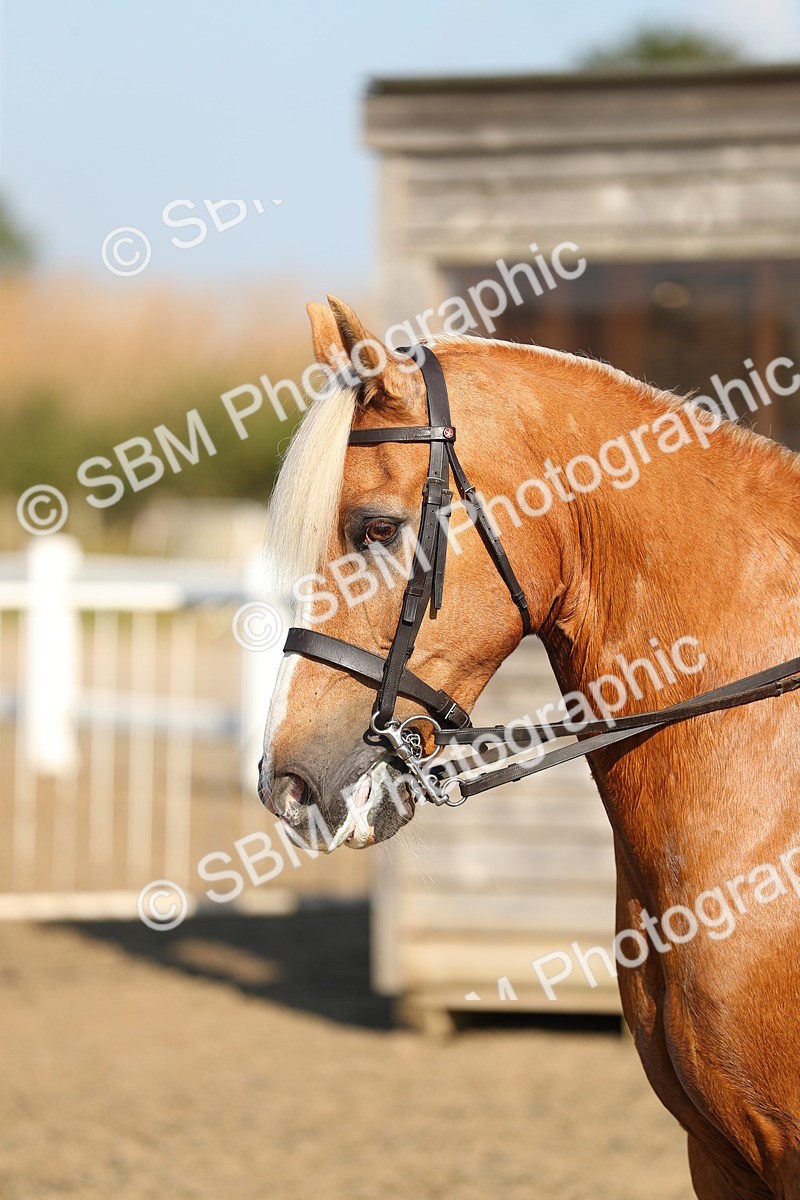 SBM_01191 - Class 42 Ridden Veteran