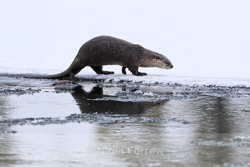 River Otters walking & swimming, Yellowstone River, Wyoming, USA - Otter