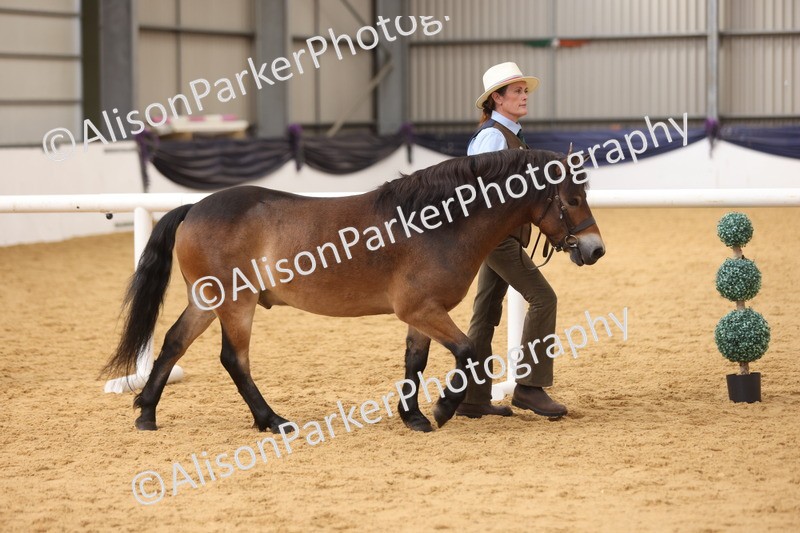 20260913-1690 - Class 115 - Gelding 4years and over