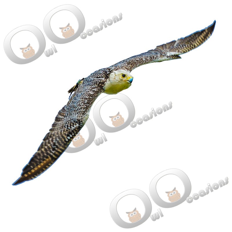 Gyr Hybrid-1117 - BoP from around the world