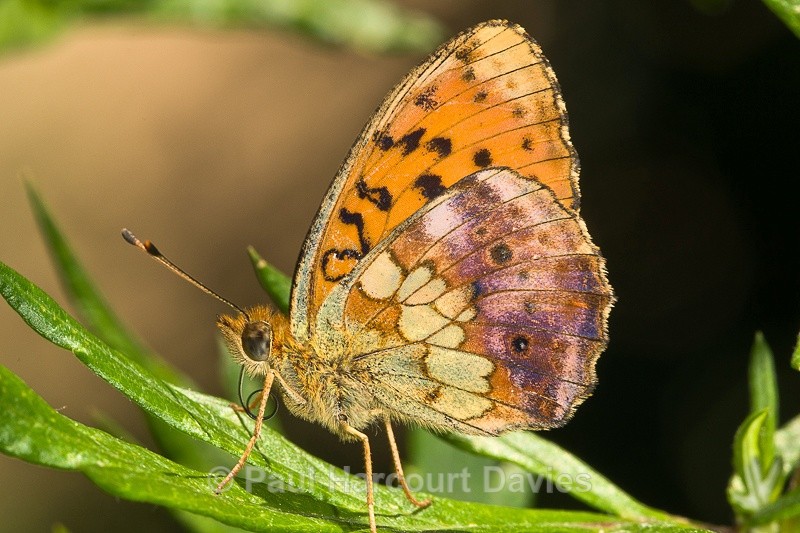  - Bugs: Butterflies