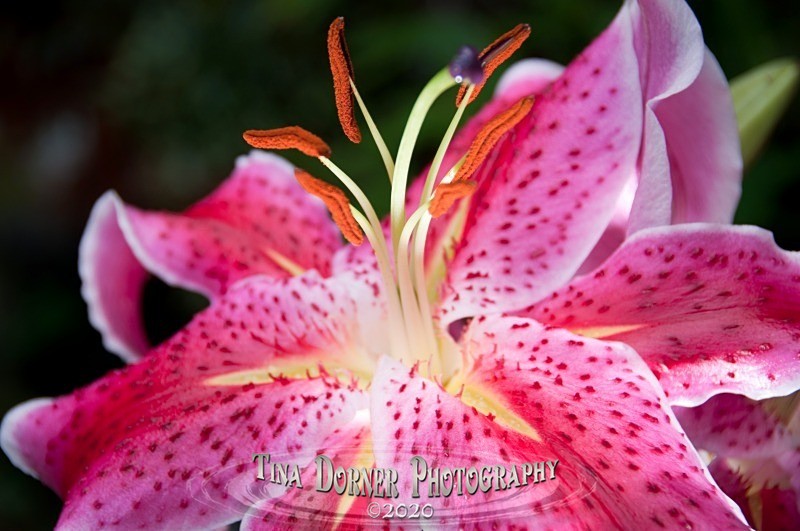 Pink Lily Flower  from Plant and Flower Portfolio by Tina Dorner Photography