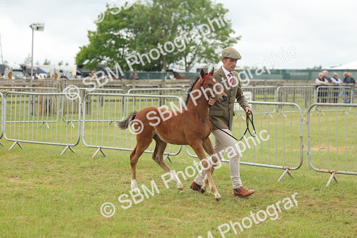 SBM_05527 - Class 68-73 - Riding Pony Breeding