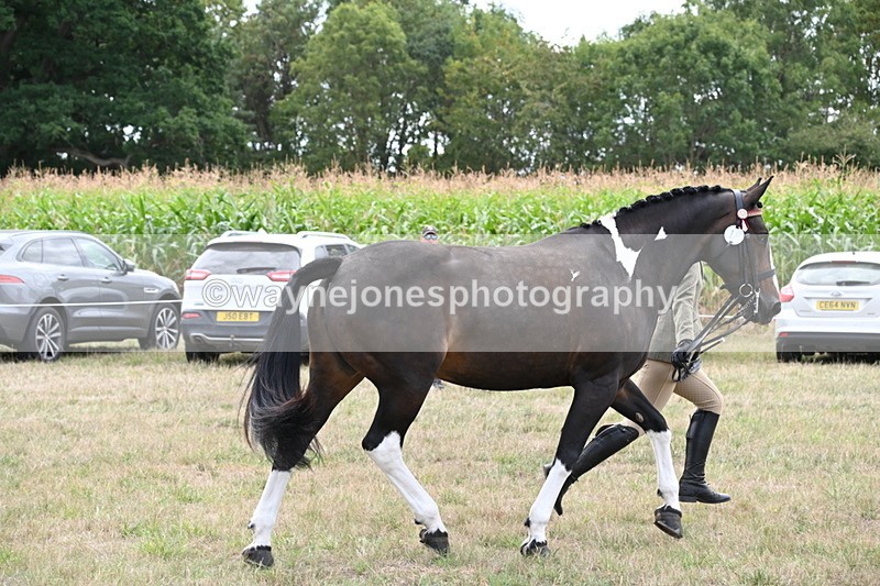 WJ6_6254 - Class 19 In-hand Veterans (Uploaded correct folder)