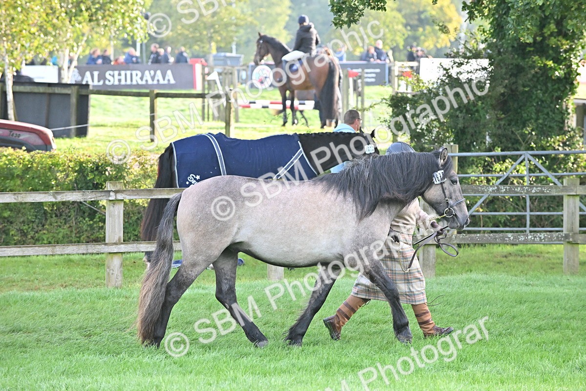 SBM_55306 - S44 - Youngstock In Hand