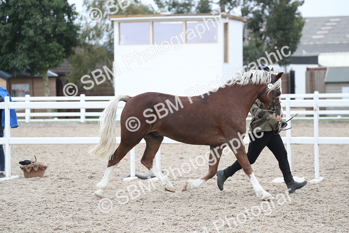 SBM_17897 - Class 317 IH Pure bred Horse/Pony