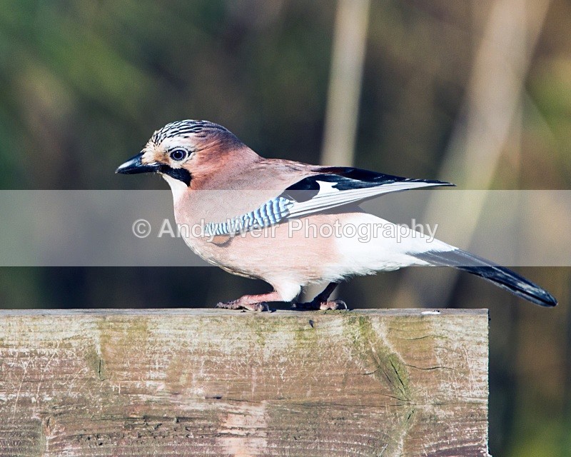 20101106_3171 - Jay