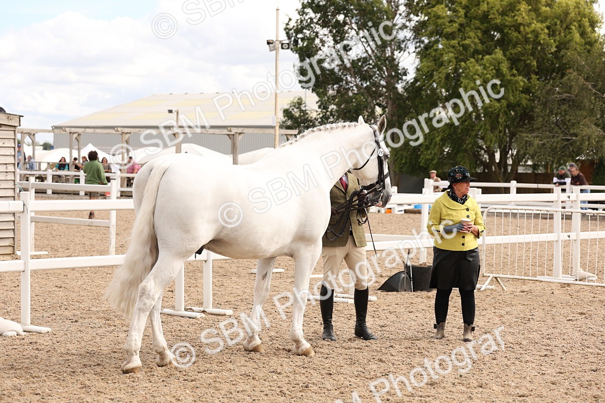 SBM_14627 - Class 208 - IH Veteran Horse
