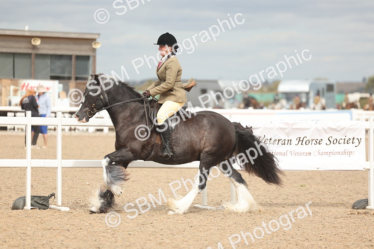 SBM_18020 - Class 314 - Family Horse Pony