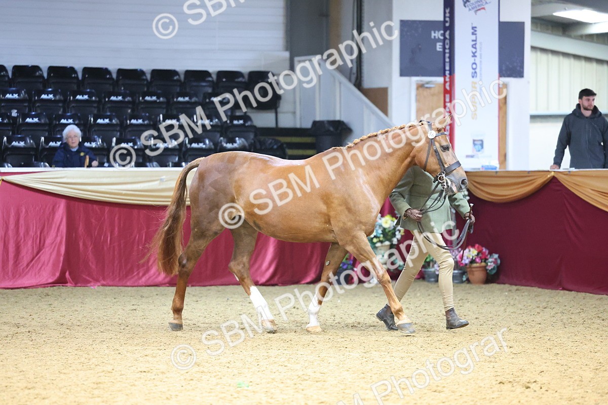 SBM_22665 - Class 903 - Supreme Final - IH Pre Vet