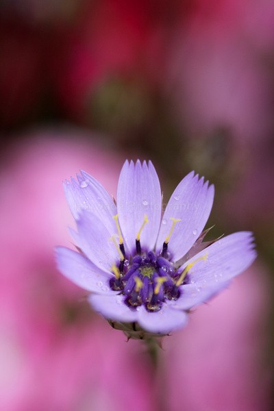  - Wild Flowers,  plants & Fungus photography, Great Britain
