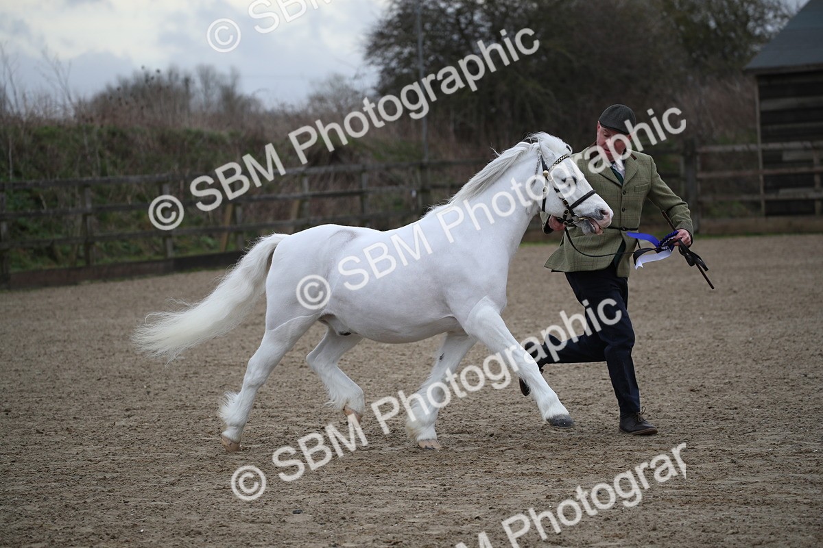 SBM_003957 - Class 1-4 - Young Stock classes Inc. In Hand Championship