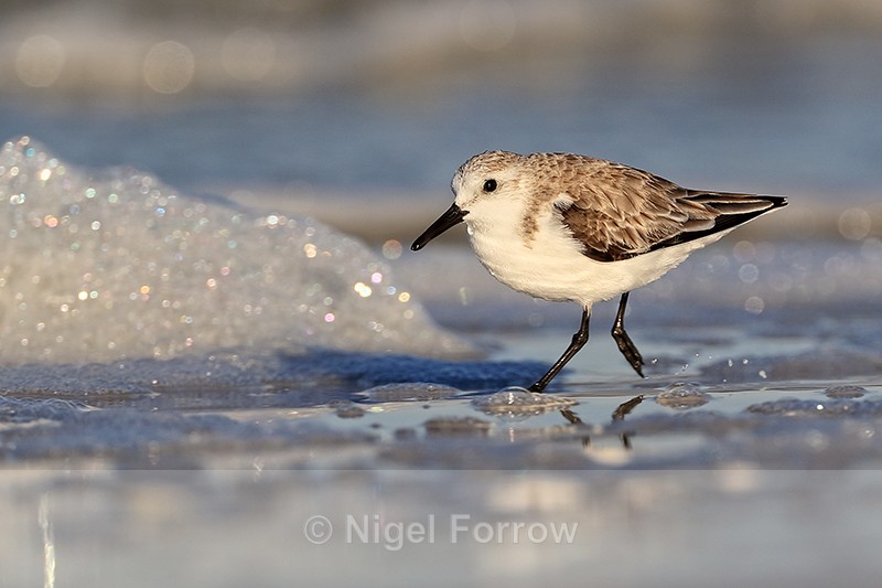 Sanderling scuttling along sea shore, Fort De Soto, Florida - Sanderling