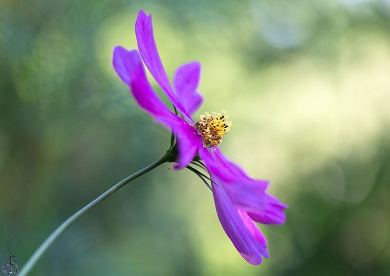Flower photography by Diana Uzun