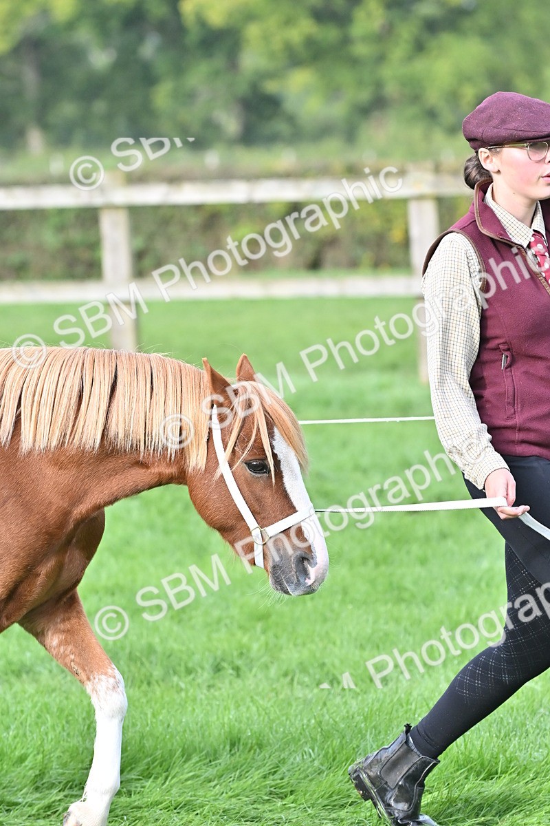 SBM_56845 - S45 - Coloured Pony In Hand