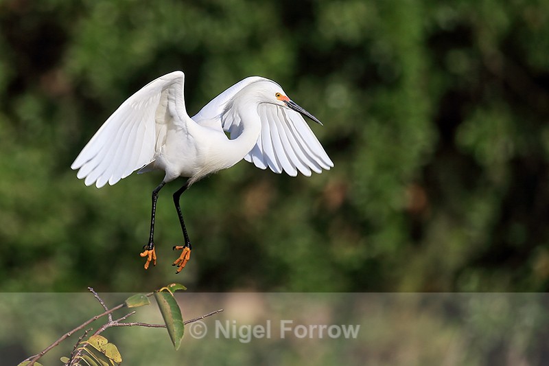 Snowy Egret, Wakodahatchee Wetlands, Florida - Snowy Egret