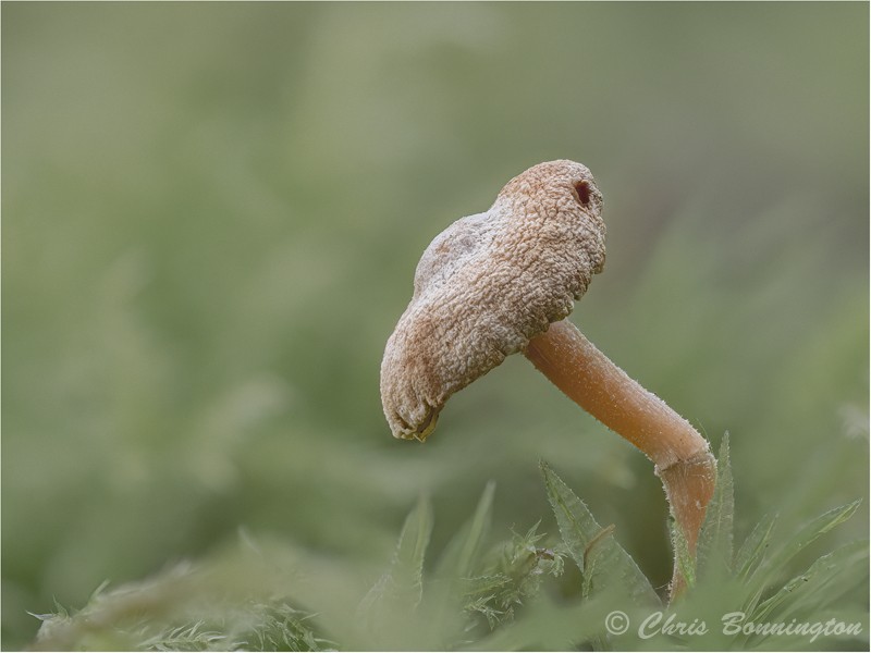 Fungi pastel - Other nature