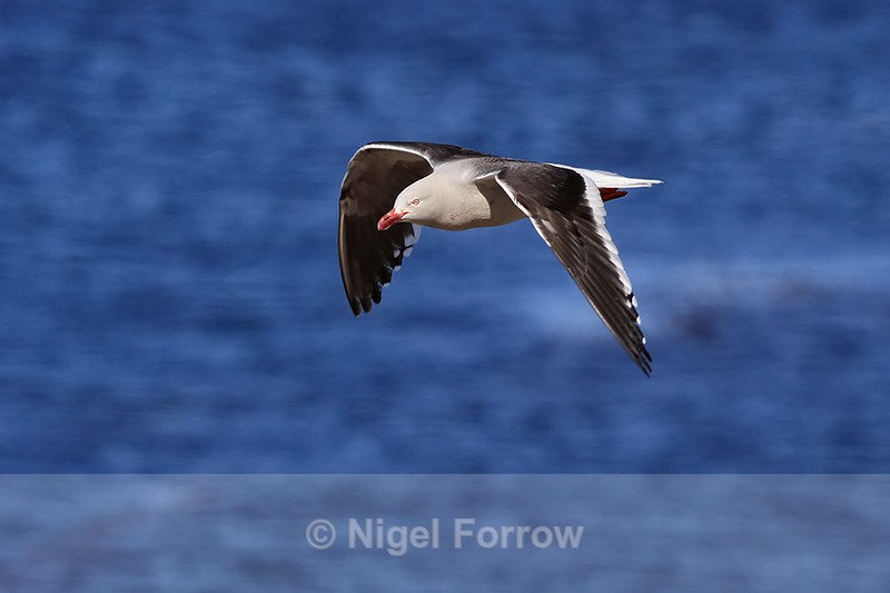 Dolphin Gull flying wings down, Carcass Island, Falklands - Dolphin Gull