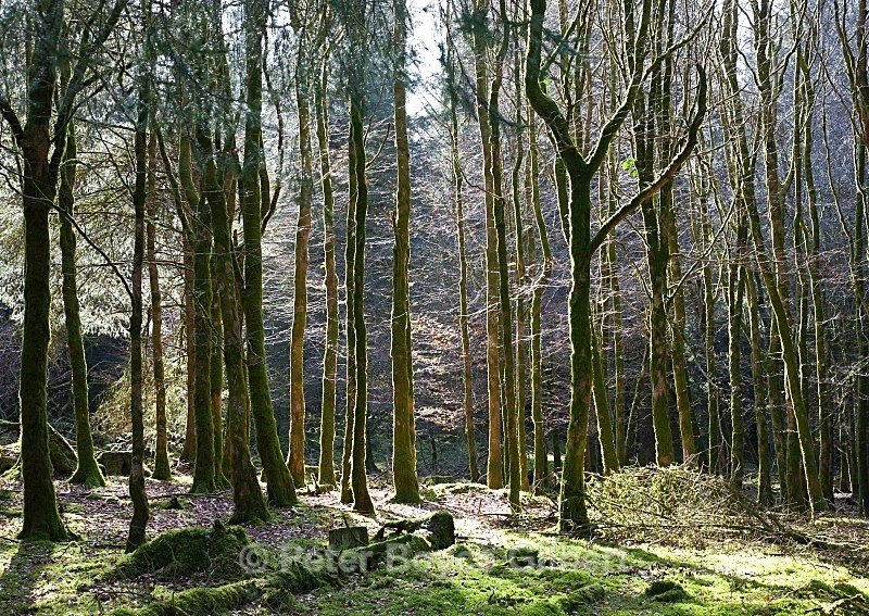 Burrator woods - The Moors