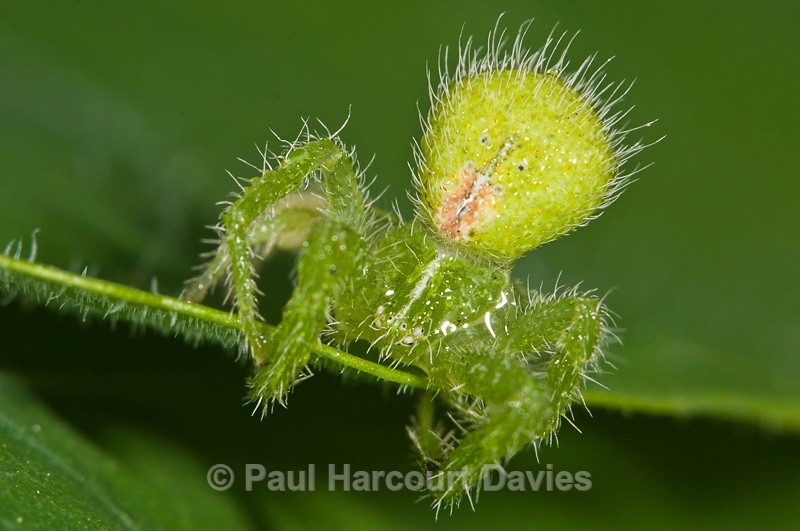 - Bugs: Spiders