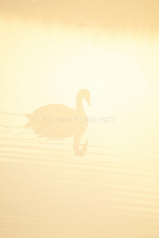 Mute swan in the mist on the Somerset Levels_0050 - Birds, swans and gulls