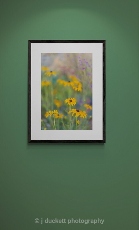 - Yellow Rudbeckia Dreams