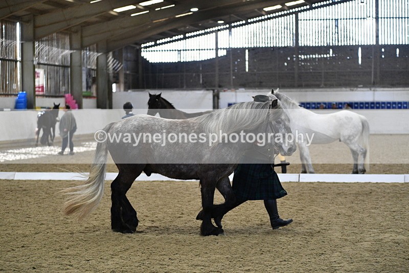 WJ5_4357 - Class 6 In hand M&M - Large Breeds