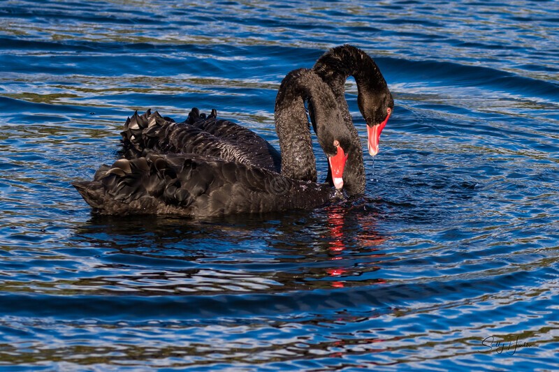 Black Swans in Love. 0A3A0256 - Black Swans and cygnets