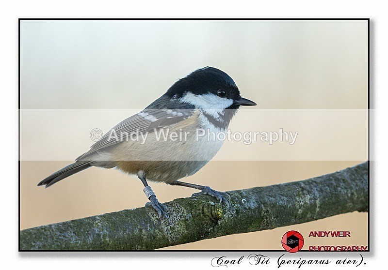 191129-7D-8E0A1361-Edit-Edit - Tits