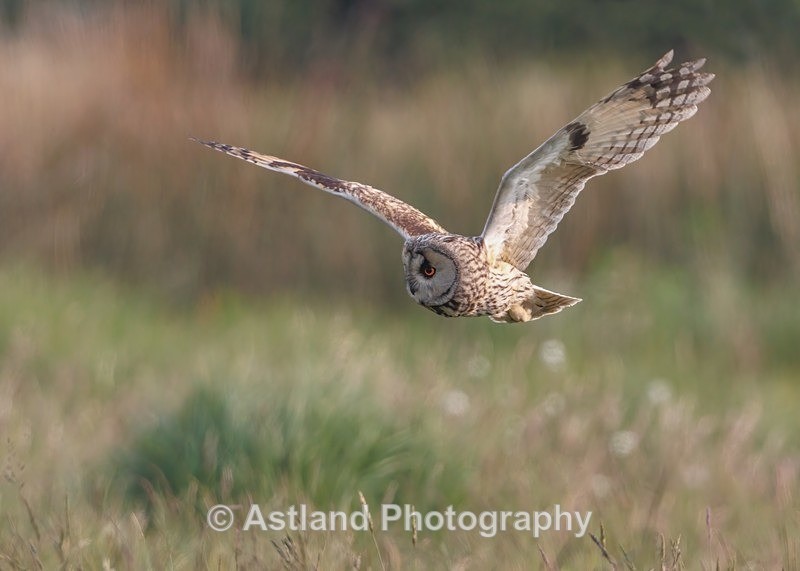 Long-eared owl - Latest Images