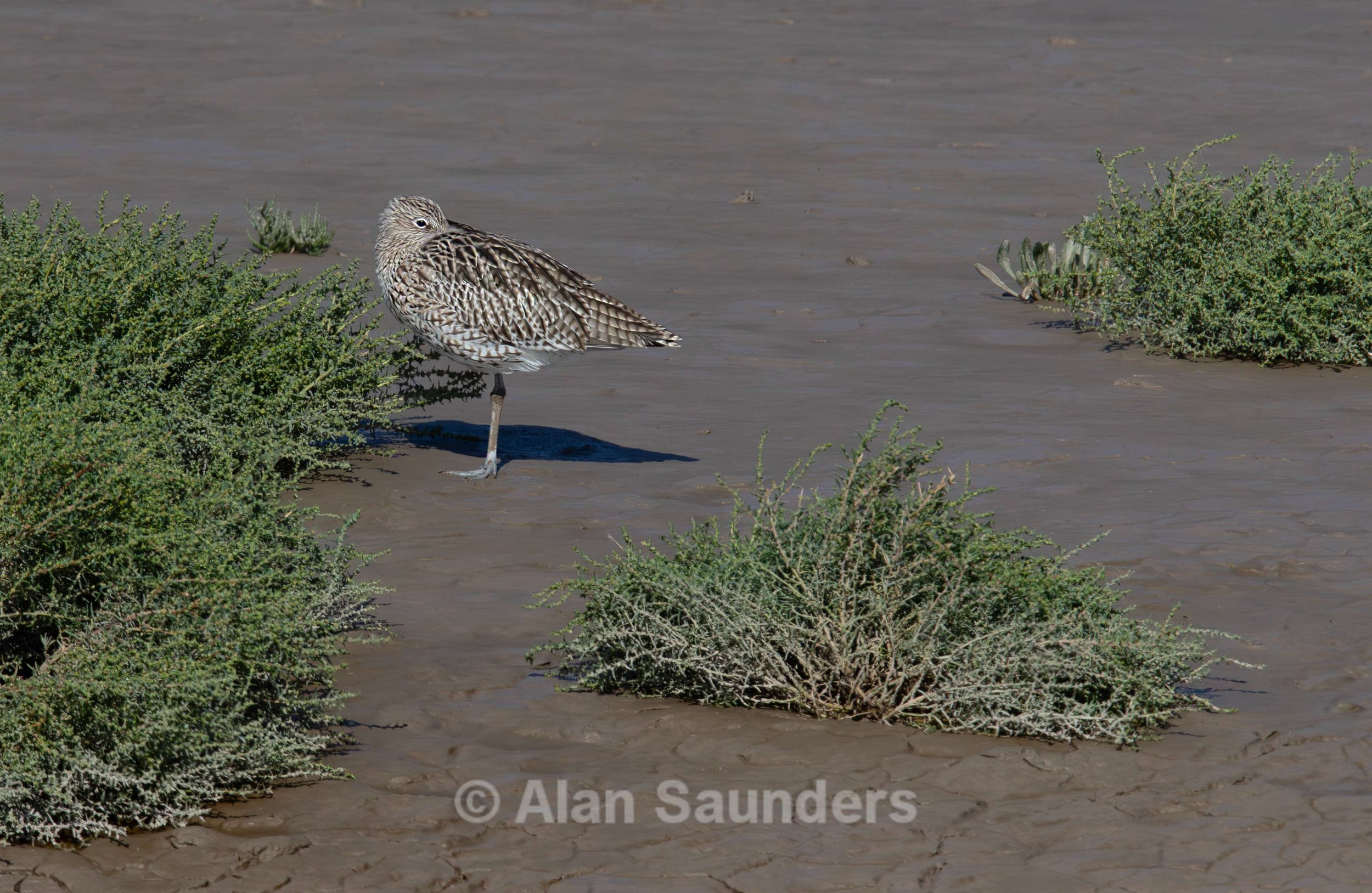 Eurasian Curlew 47