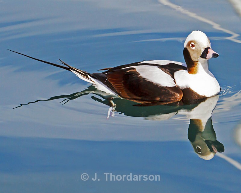  - Ducks