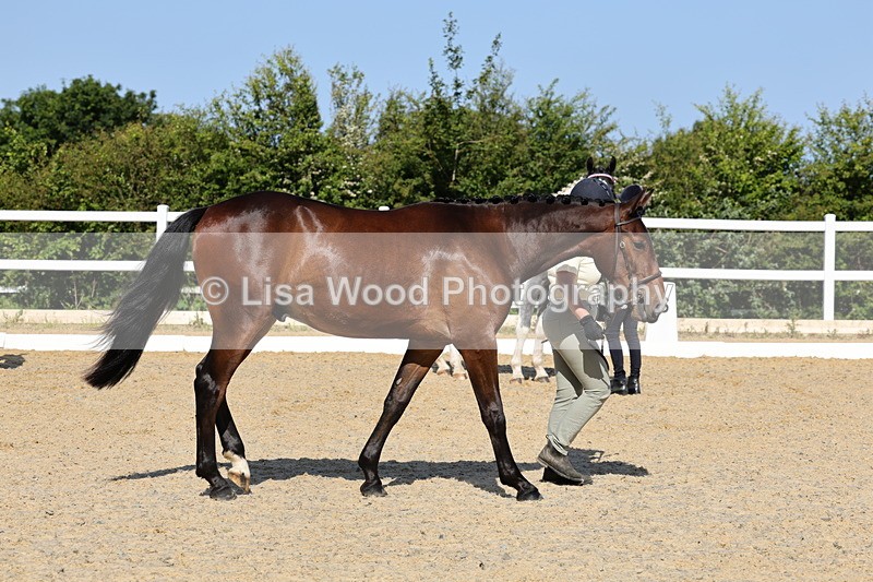 1X9A0795 - Class 4: Youngstock 1, 2, 3 year old to exceed 153cm