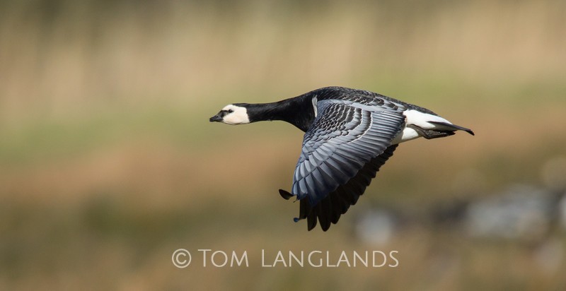Barnacle Goose - Swans and Geese