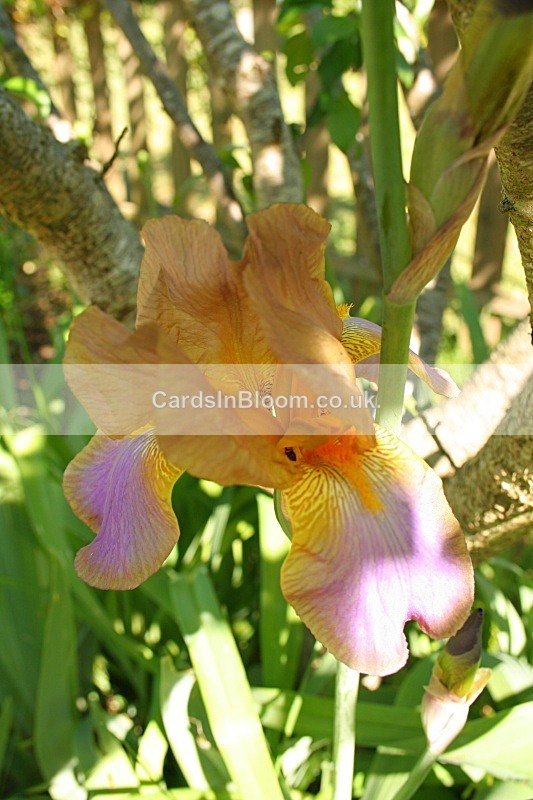 Iris 1052 - IRISES