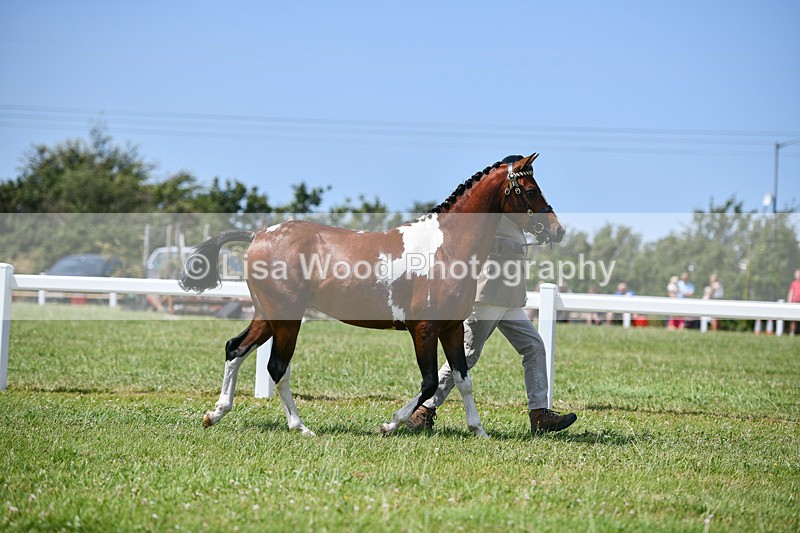 DSC_7310 - Class 62: Coloured Pony Youngstock