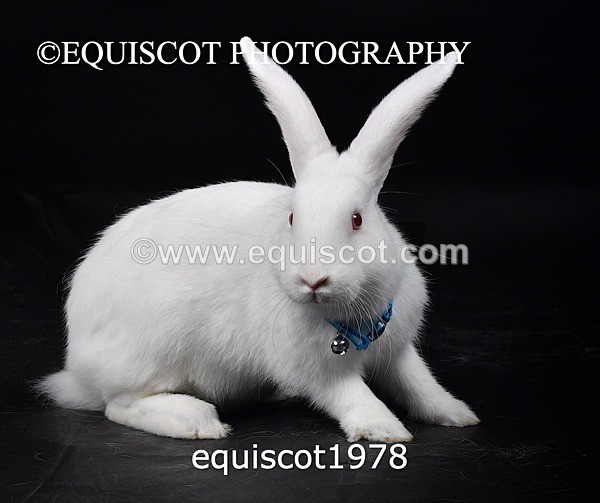 equiscot1978 - GIZMO & OSCAR