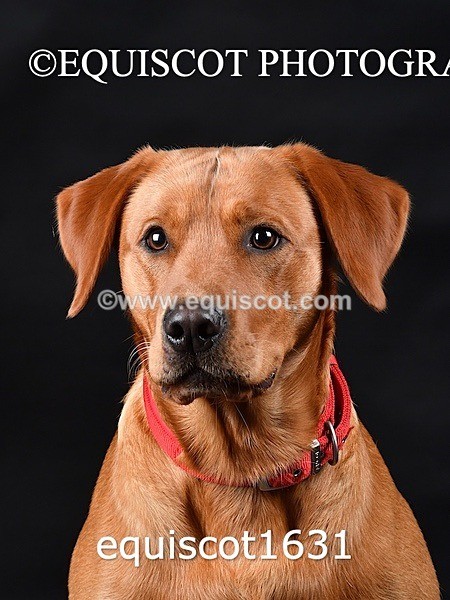 equiscot1631 - PADDY