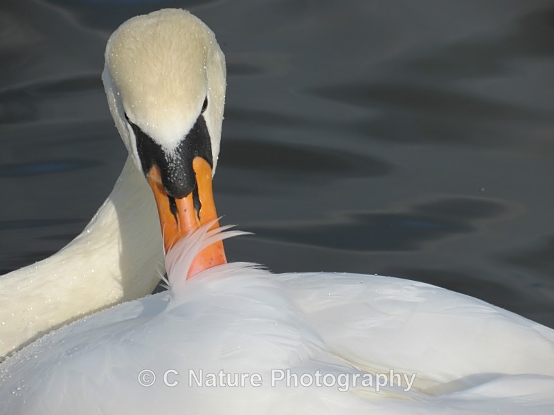 Mute Swan - Birds