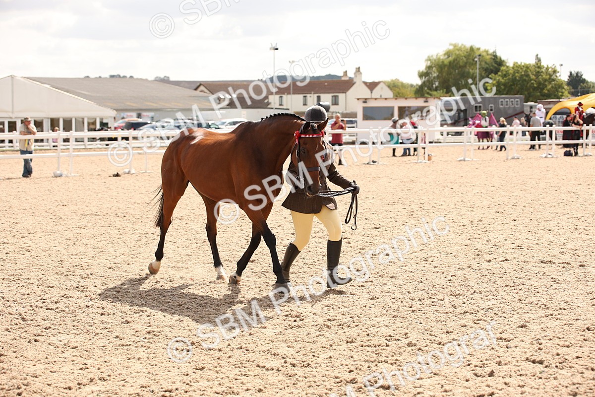 SBM_04598 - Class 20 IH Veteran