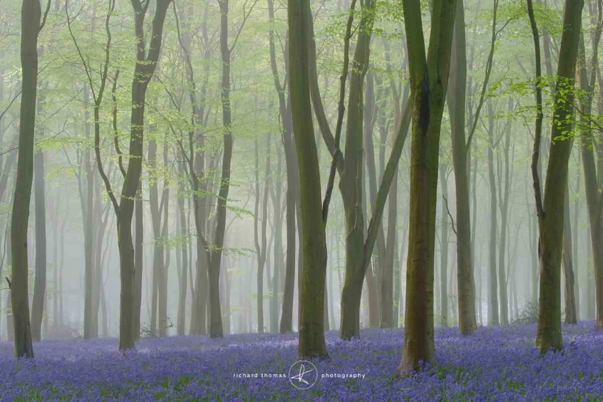 Bluebell mist IV - BlueWood