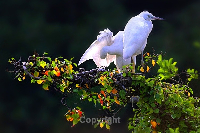 Little egretCounty Louth - Birds
