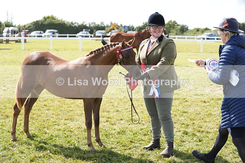 DSC07511 - Pony Breeding Championship