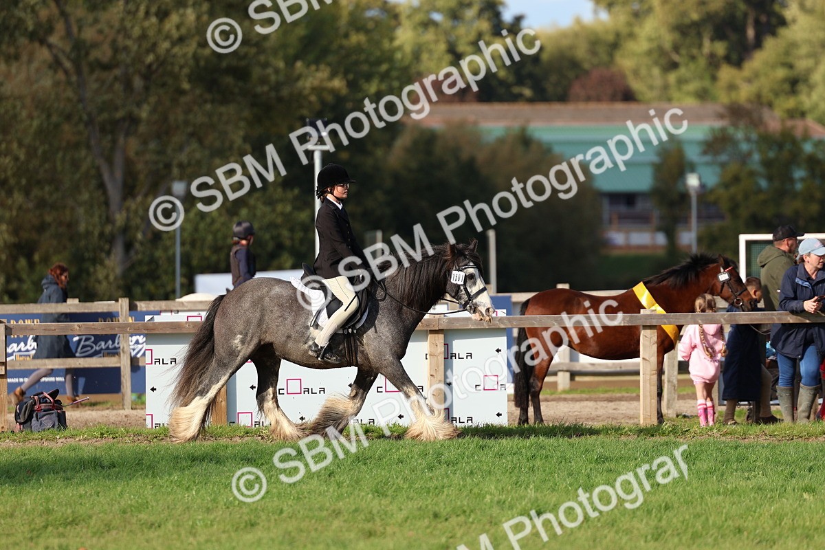 SBM_52479 - S13 - Pony Club Pony